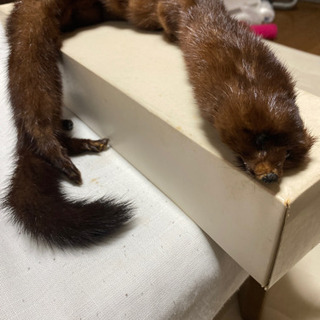 ミンクのマフラー