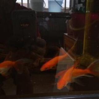 金魚差し上げます。