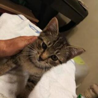 2ヶ月キジトラ♂里親様決定しました。😺 − 神奈川県