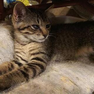 2ヶ月キジトラ♂里親様決定しました。😺 - 猫