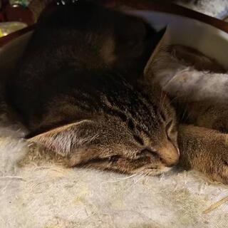2ヶ月キジトラ♂里親様決定しました。😺 - 横浜市