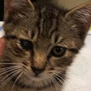 2ヶ月キジトラ♂里親様決定しました。😺