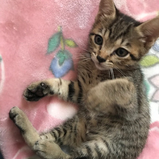 生後2ヶ月弱メス、キジサバ柄 - 阿南市