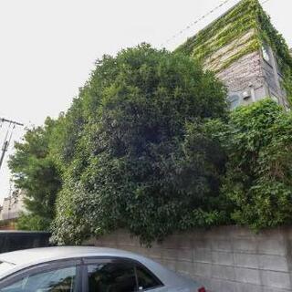 【空き家のお庭の管理】草むしり、草刈り、剪定、伐採などを格安で対応します。 - 町田市