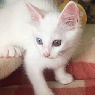 オッドアイの白猫