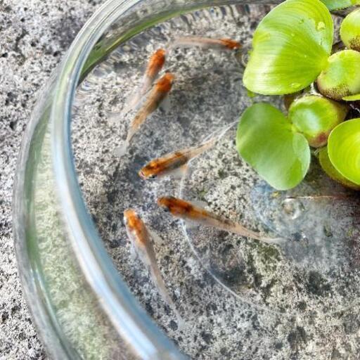 雲州メダカ稚魚