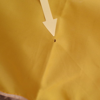 ビーチパラソル＆アイスクリーマーの画像