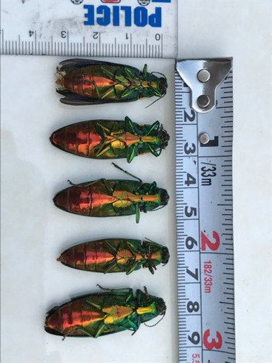 🐞珍🐞タマムシ虫5匹セット※標本用、鑑賞用 (大西らいおん) 忍ケ