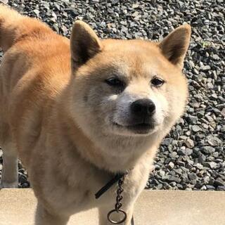 元気な柴犬 10才の男の子