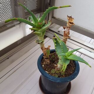 アロエ・ベラ　鉢植え
