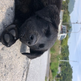 仔犬里親募集