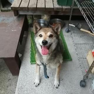 ※新しい飼い主さんが見つかりましたので募集を締め切りました※【柴...