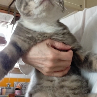 人懐っこいグレー白　推定２～３歳　男の子　 - 猫