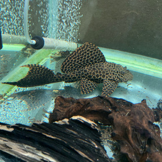 セルフィンプレコ　中型　1匹の画像