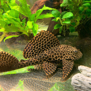 セルフィンプレコ　中型　1匹の画像