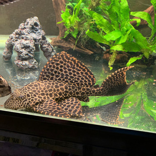 セルフィンプレコ　中型　1匹の画像