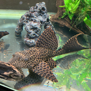 セルフィンプレコ　中型　1匹の画像