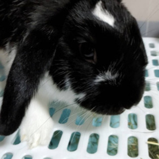 ロップイヤーうさぎ