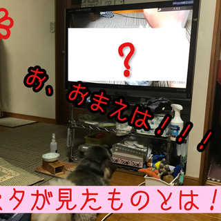 【初心者向け】動画編集学んでみませんか？の画像