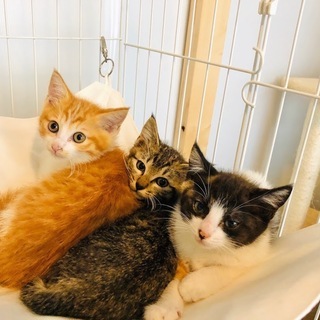 丸顔美猫３兄妹