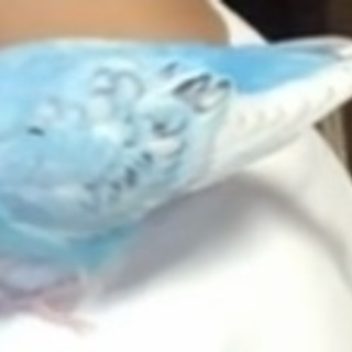 セキセイインコを探しています