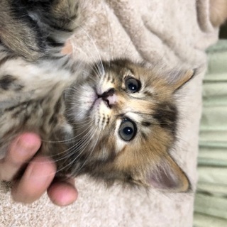 急募！子猫ちゃん達