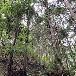【成約済】山林物件　京都市右京区京北