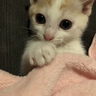 子猫の里親募集しています！7月12日譲渡会があります。
