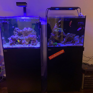 レッドシーリーファー170