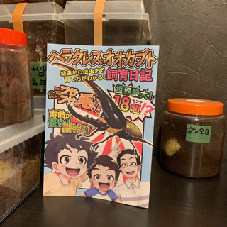 ^_^ ヘラクレスオオカブト飼育日記！！