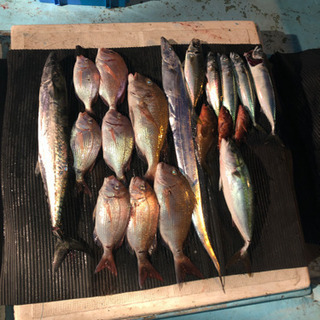 釣り船　虎丸