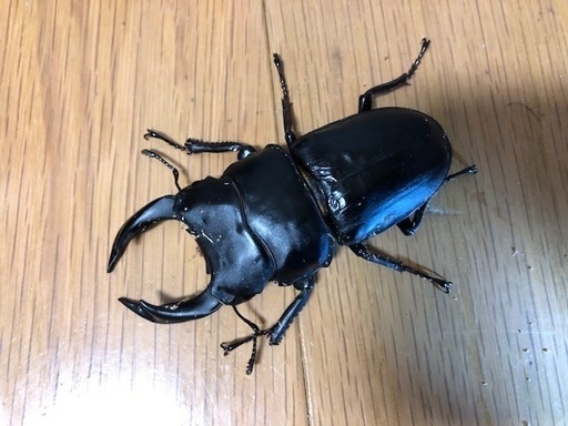 オオクワガタペア