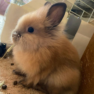 生後3ヶ月、ライオンウサギの里親様募集