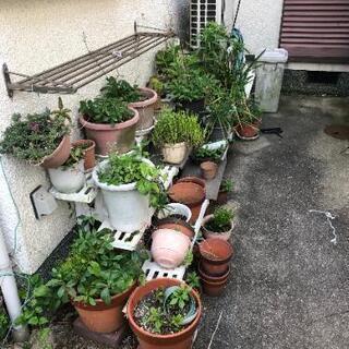 植木鉢の画像