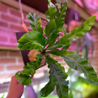観葉植物　アスプレニウム　板付