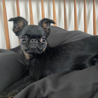 埼玉の犬友募集！