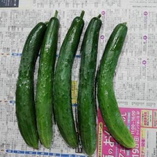 取れたて胡瓜5本の画像