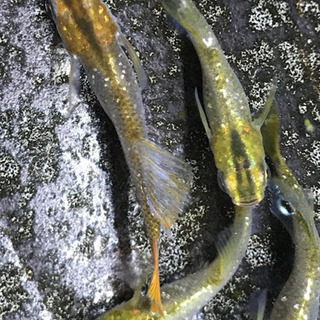 メダカ めだか 鳳凰ラメ 稚魚