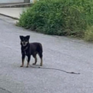 迷い犬