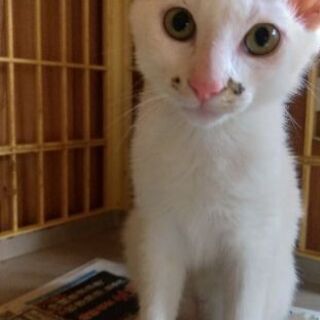 困り顔が可愛い☆3～４ヵ月の男の子