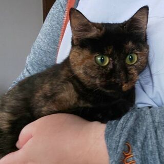 マンチカンミックス　サビ　4歳　女の子 - 猫