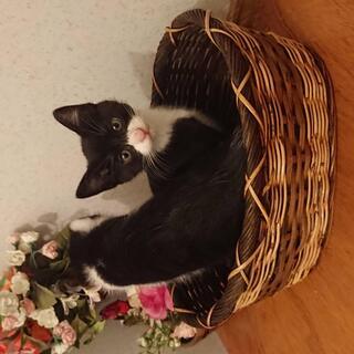 今年のGWに産まれたばかりの子猫ちゃん。里親さん募集中！！