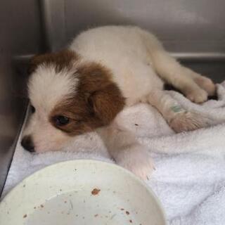 那須の山奥にひとりぼっちでいた子犬ちゃん「届出済み（飼い主不在を確認済み）」の画像