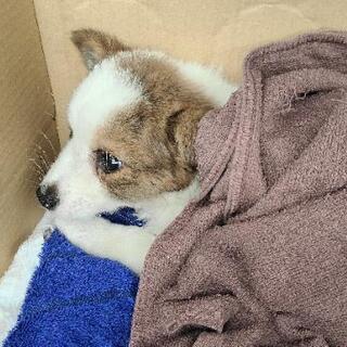 那須の山奥にひとりぼっちでいた子犬ちゃん「届出済み（飼い主不在を確認済み）」 − 千葉県