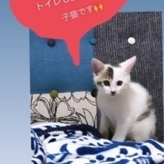 可愛い子猫ちゃん🐱