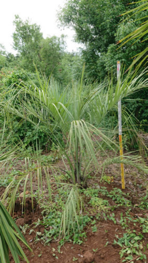 ココスヤシ  7万