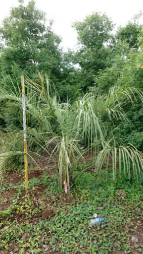 ココスヤシ   67