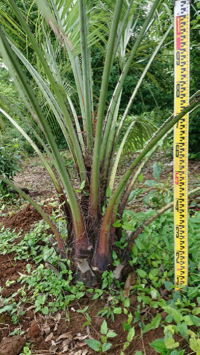 ココスヤシ   67