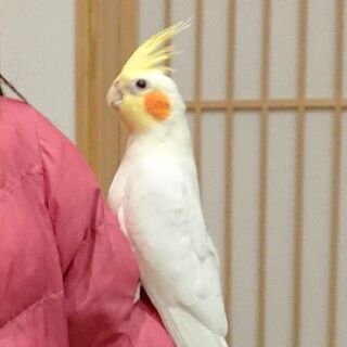 迷子インコ探してます①
