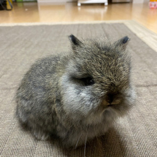 子うさぎ販売中です！牧草のプレゼントもあります。 - ペット